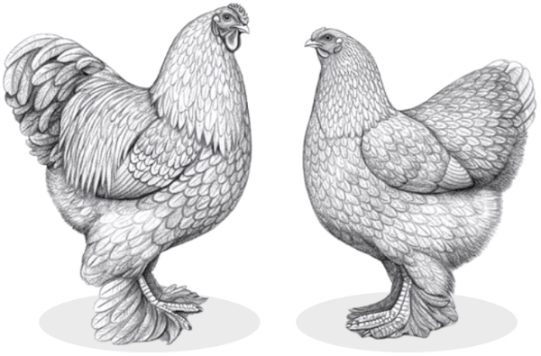 Skiss av Brahma höna och tupp
